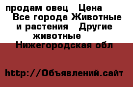  продам овец › Цена ­ 100 - Все города Животные и растения » Другие животные   . Нижегородская обл.